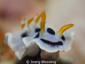 This cutie goes by the name of "Chromodoris dianae" by Joerg Blessing 